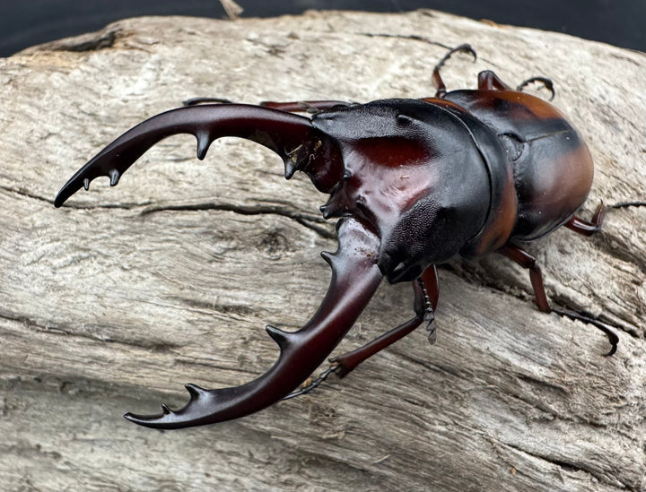 《ミラビリスノコギリクワガタ 63mm ペア》