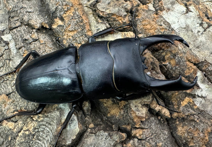 【WD】大型《ウンナンヒラタ 72mm ペア》