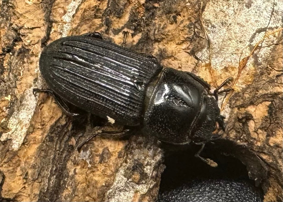 【WF1】《ドルクスミント Free ペア》