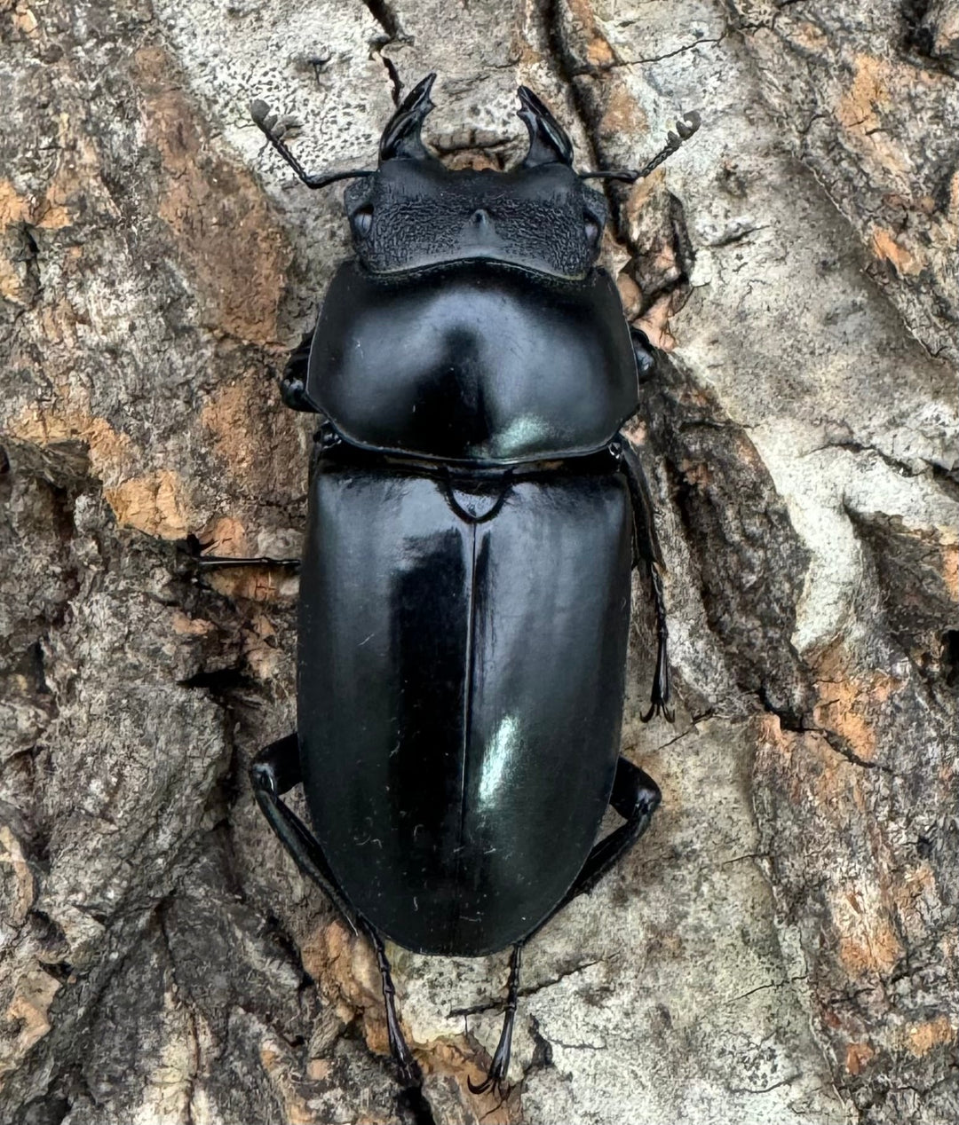 【WD】《ネパレンシス ssp. チベット産 ♀単B品》