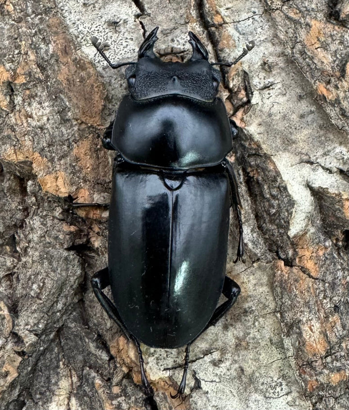 【WD】《ネパレンシス ssp. チベット産 ♀単B品》