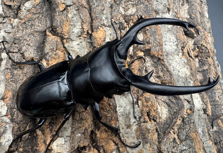 【WD】《インターメディアツヤクワガタ ネグロス産 97.5mm ペア》