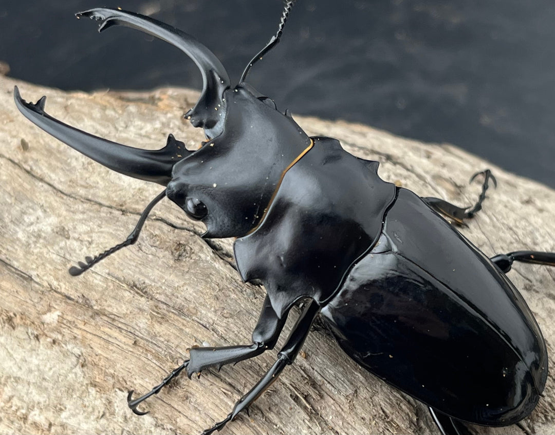 【WD】《ダールマンツヤクワガタ亜種celebensis 82.5mm ペア》