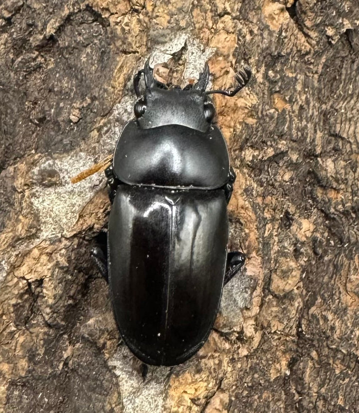 【WD】《ブッダノコギリ フィリピン北部亜種  44.5mm ペア》