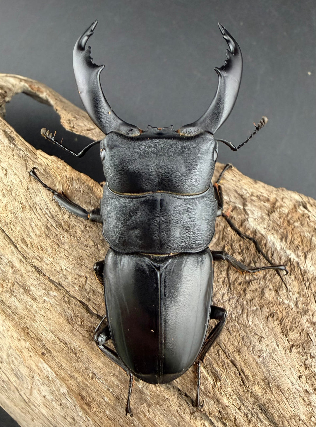 【WF2】《カヤパヒラタクワガタ 68mm ペア》