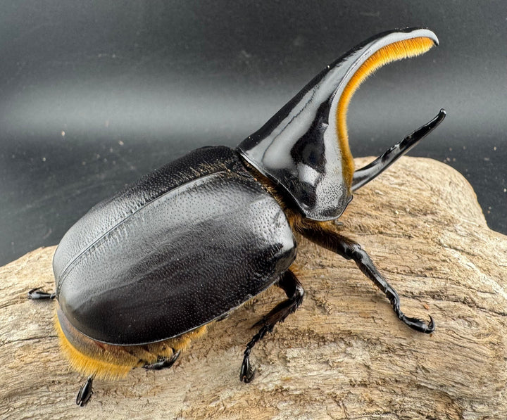 即ブリ《サタンオオカブト 99mm ペア》inohiro109氏ブリード個体