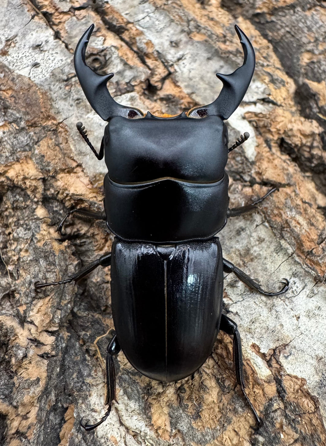 【WD】《ヒルティコルニス ssp. 44mm ペア》