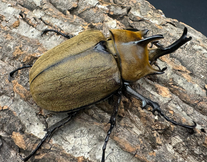 《ギアス ルンバッシャー 98mm ペア》