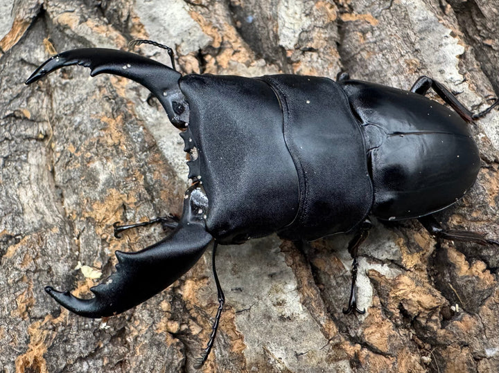 【WD】《西ペレンオオヒラタ（スラウェシオオヒラタクワガタ） 80mm ペア》