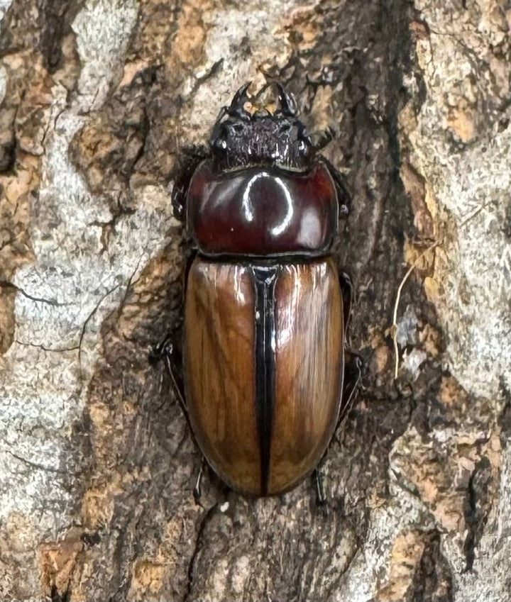 【WD】《ブルイジンノコギリクワガタ 40mm ペア》