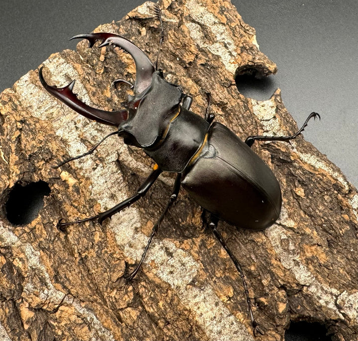 即ブリ《アクベシアヌスミヤマ 70mm ペア》