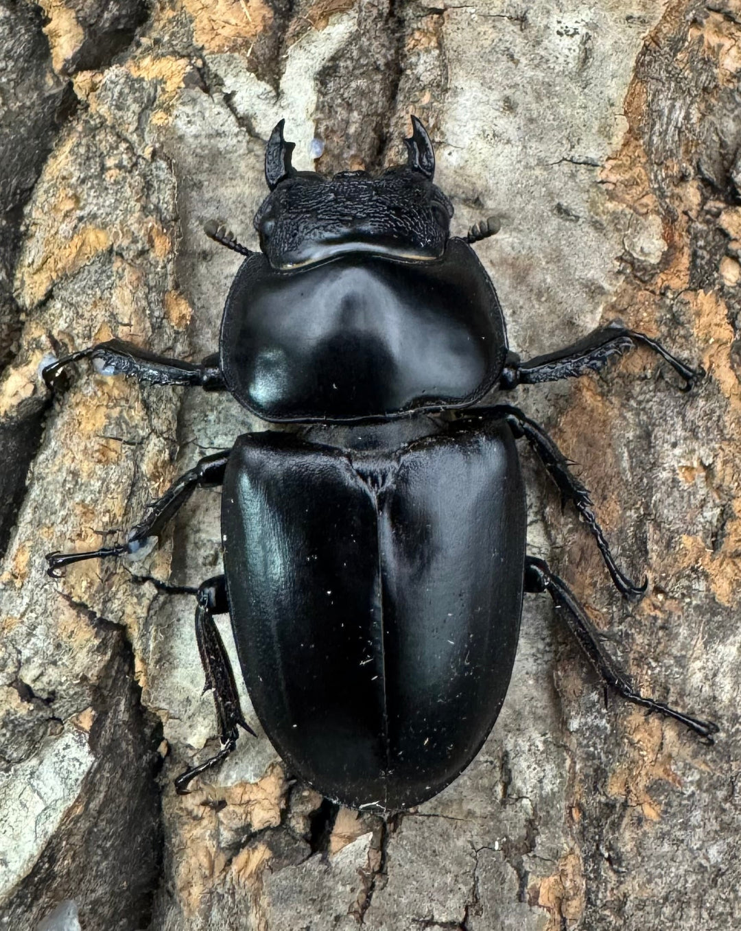 《インドアンタエウス タイガーヒル産 70mm ペア》