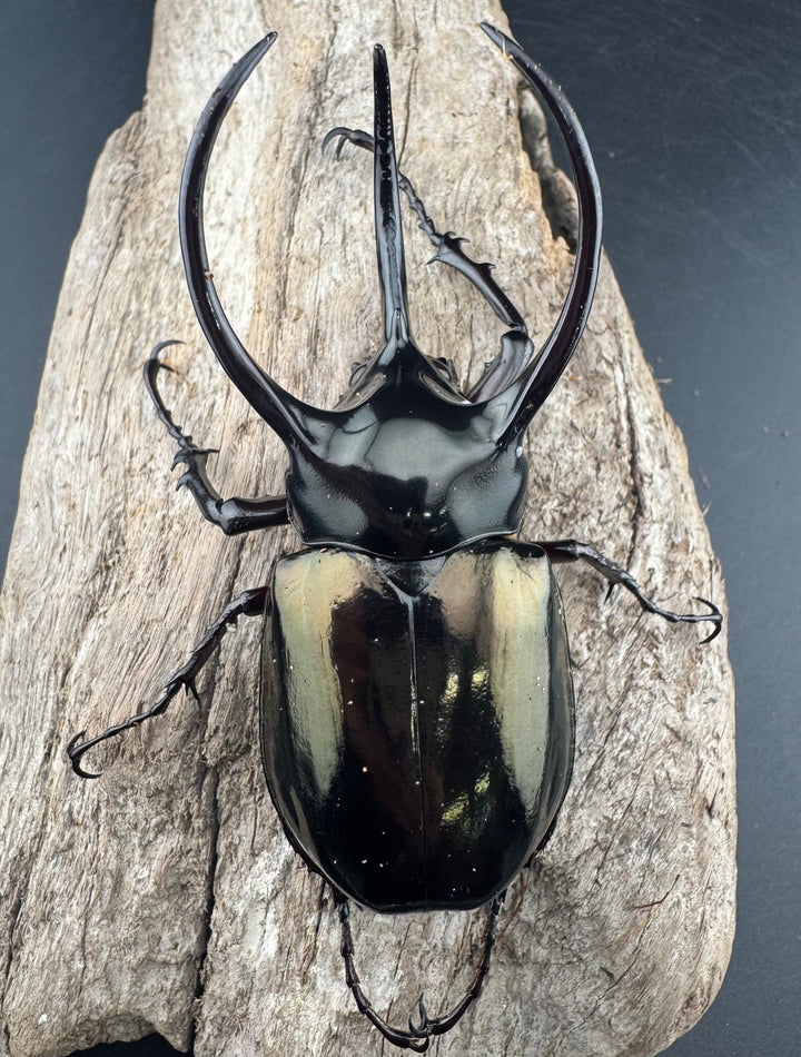 【WD】《アトラスオオカブト原名亜種 パロロ パル産 86mm ペア》