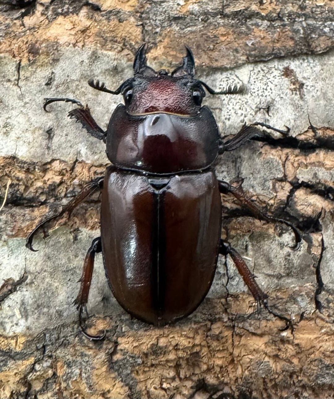 【WF3】《アスタコイデスノコギリ亜種ミズヌマイ 52mm ペア》