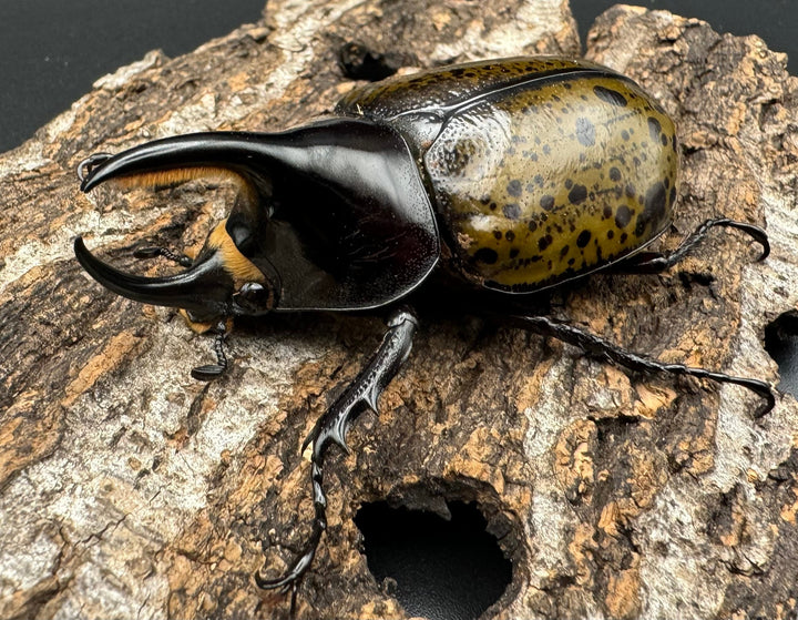 【WF2】《モロンオオカブト 69mm ペア》