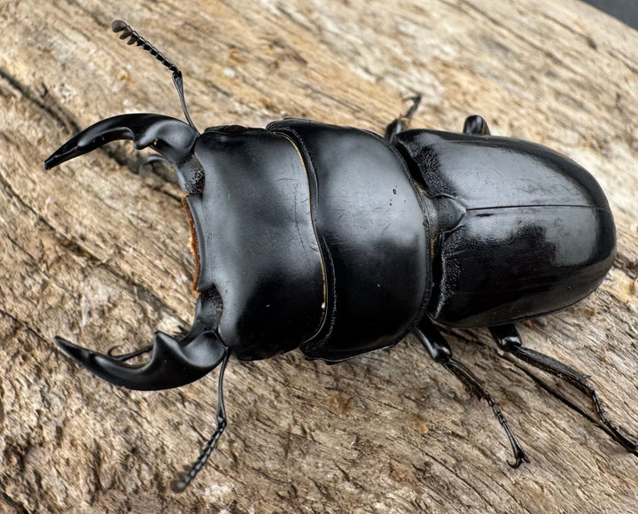 【WD】《ヤクシャオオクワ ベトナム産 47mm ペア》