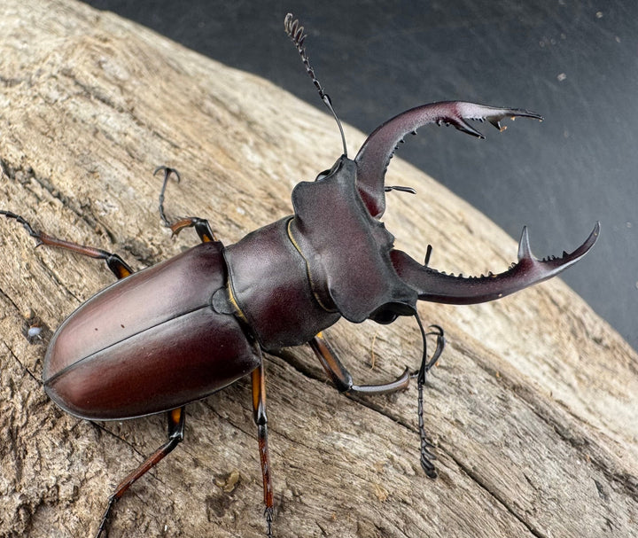 【WD】《デューベイアヌスミヤマ 58mm ペア》