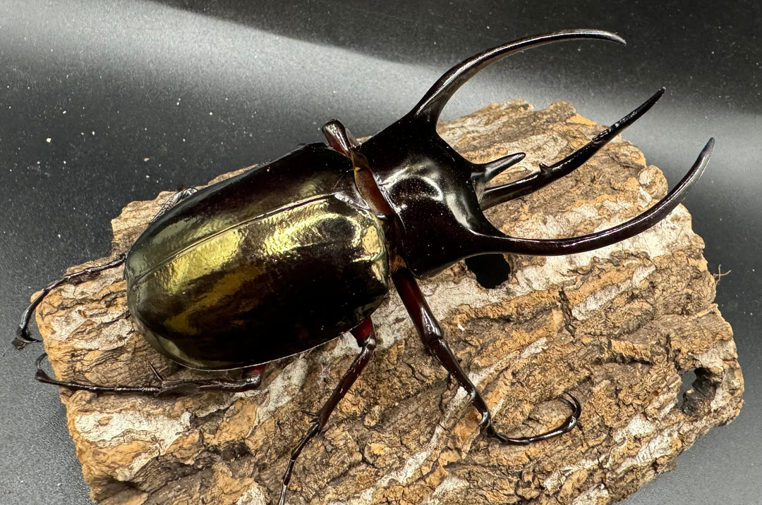 【WD】《ジャワコーカサスオオカブト 102.5mm ♂単》