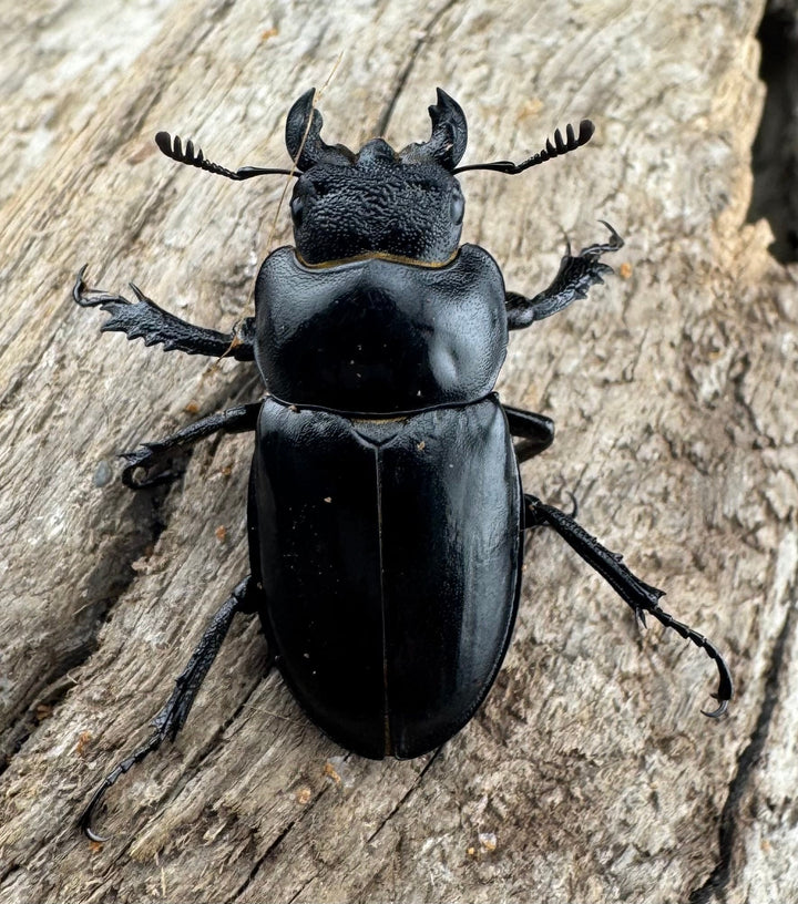 【WD】《パリーミヤマクワガタ 41.5mm ペア》