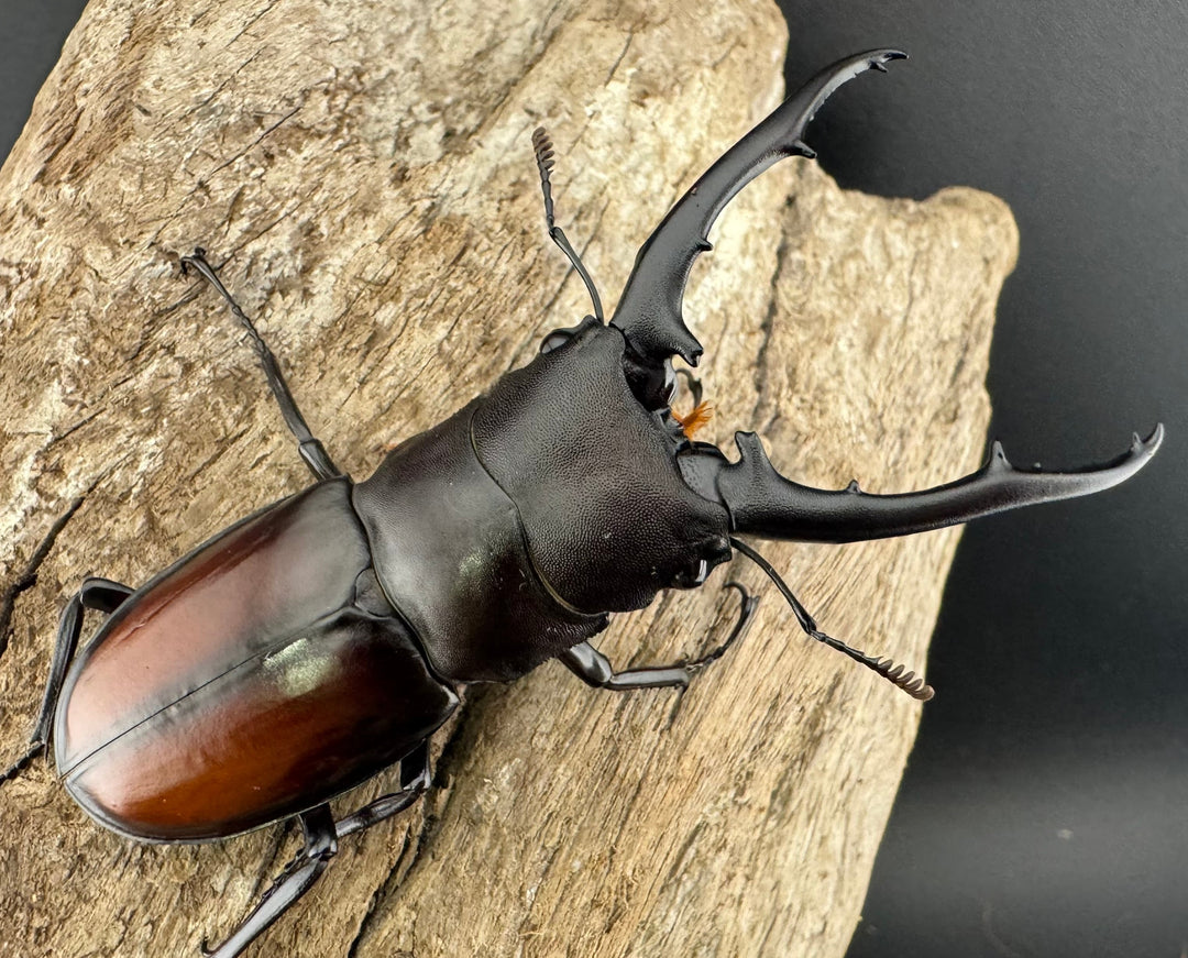 【WD】《ツカモトフタマタ 75mm ペア》