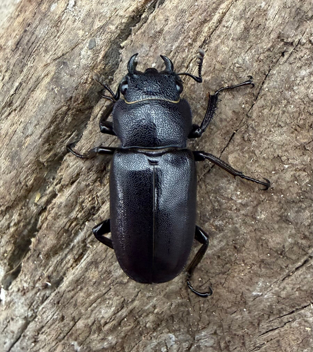 《メタリフェルホソアカ亜種フィナエ パープル系 75.5mm ペア》