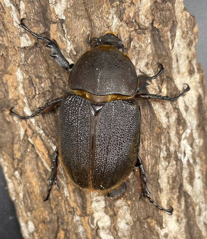 即ブリ《ヘラクレス・ヘラクレス 146mm ペア》