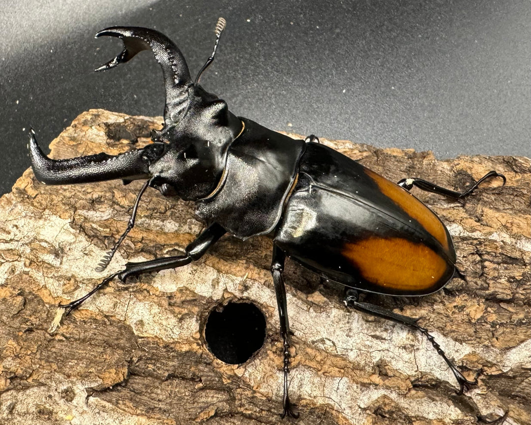 【WD】《セアカフタマタ（パリーフタマタ） 80mm ペア》