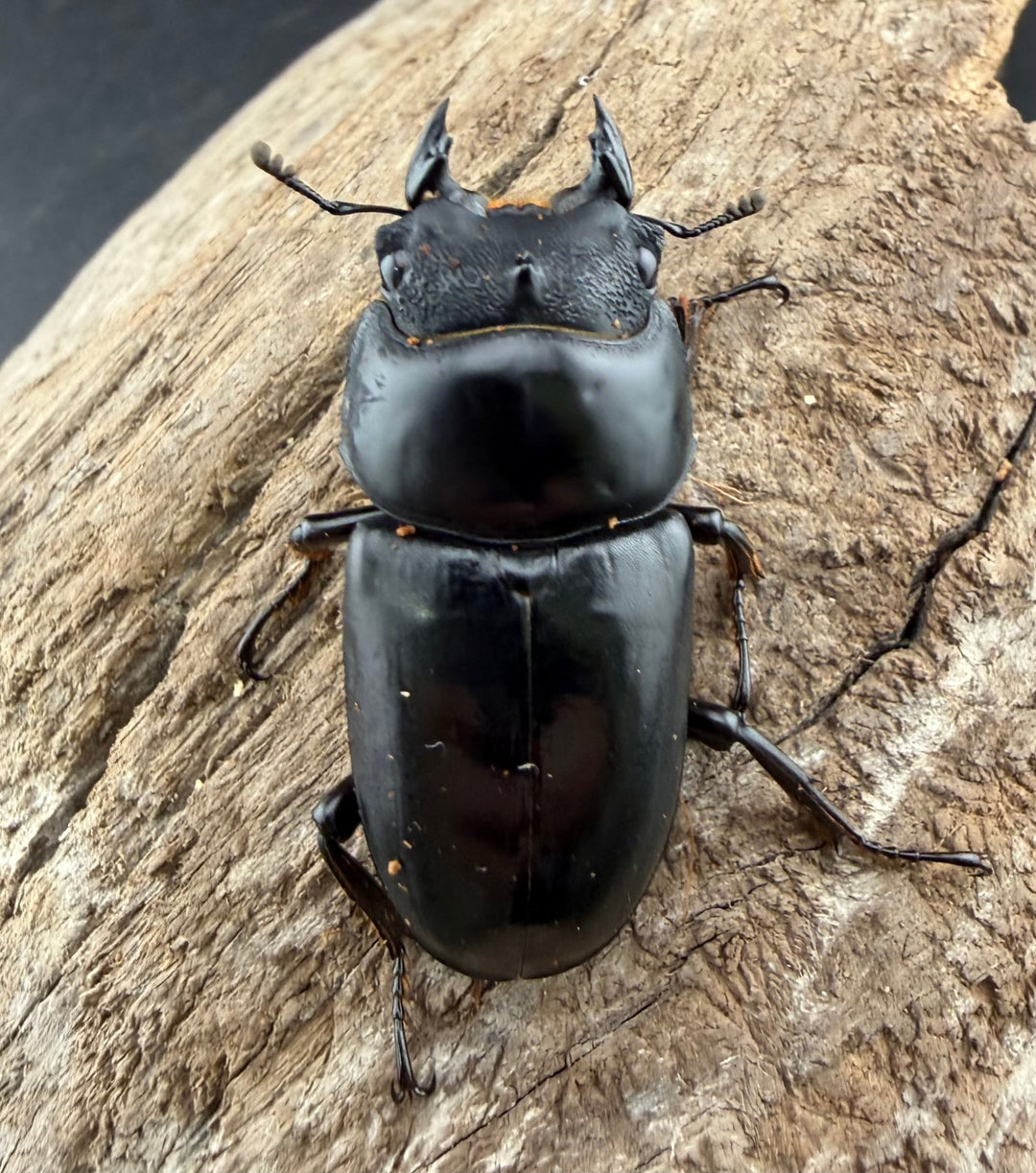 《ネパレンシス ランターン産 59mm ♂♀♀トリオ》