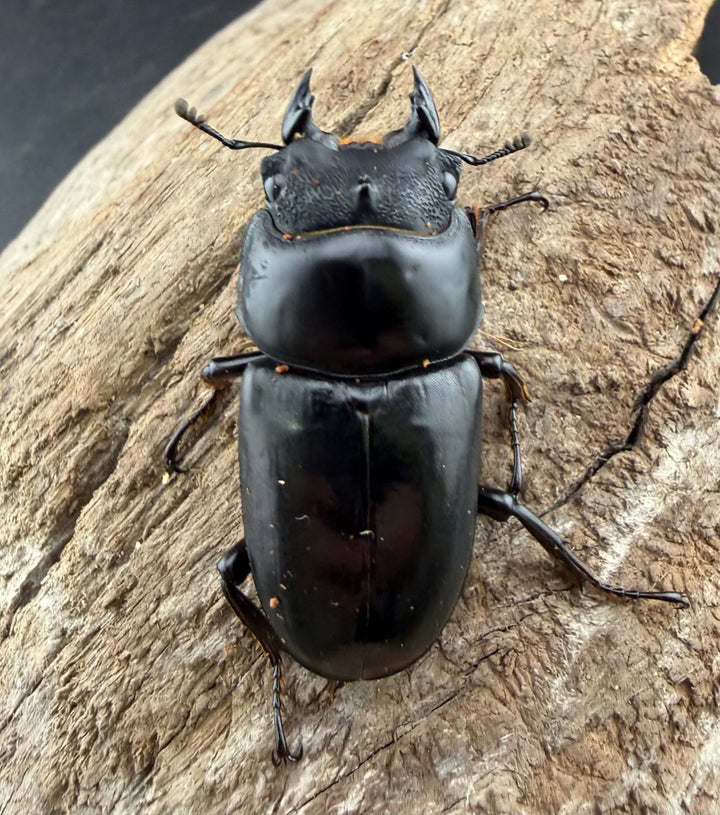 《ネパレンシス ランターン産 59mm ♂♀♀トリオ》