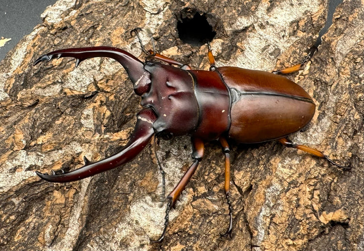 【WD】《アスタコイデスノコギリ65mm ペア》