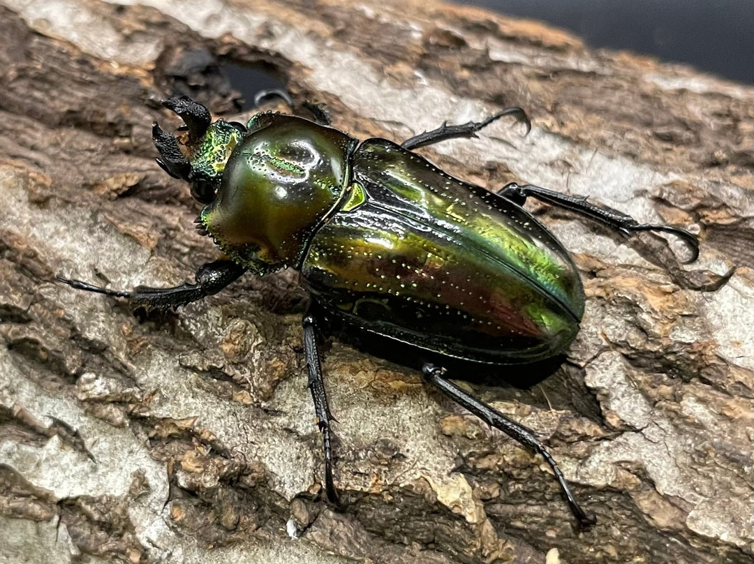 《ニジイロクワガタ Free ♂♀♀トリオ》