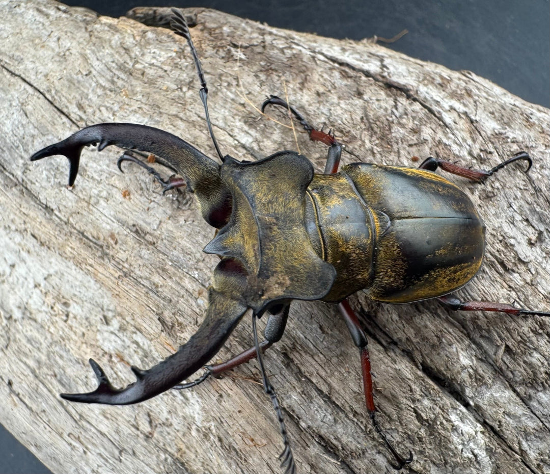 【WD】《セリケウスミヤマ原名亜種 59mm ペア》