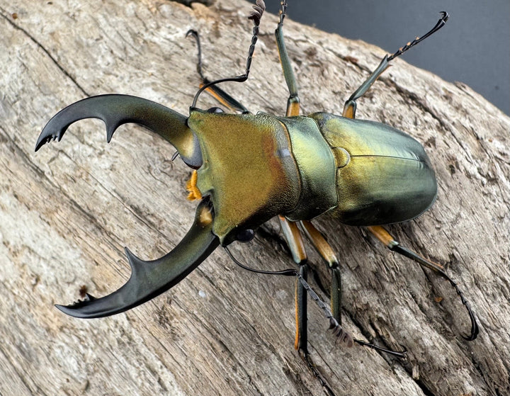 《エラフスホソアカ 55mm ペア》