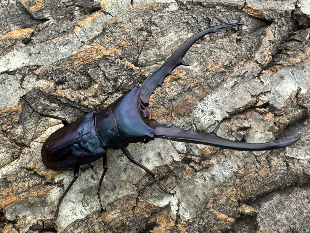 【美麗】即ブリ《メタリフェルホソアカ 77mm ペア》わたくわ氏ブリード個体