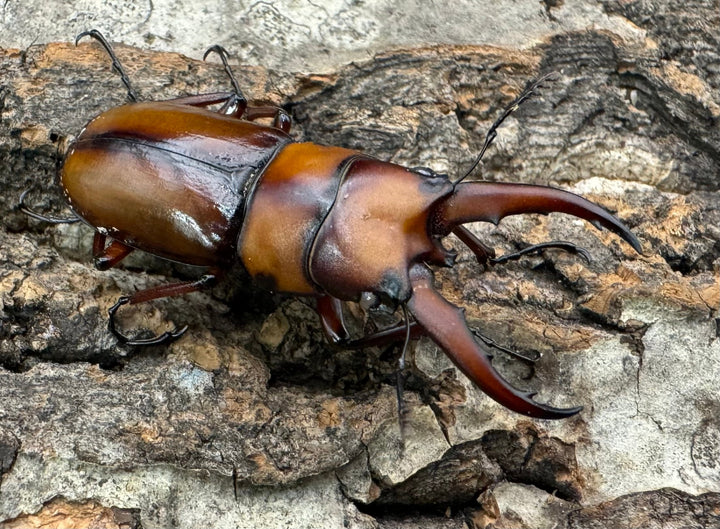 《トカラノコギリクワガタ ホワイトアイ 44mm ♂♀♀♀セット》