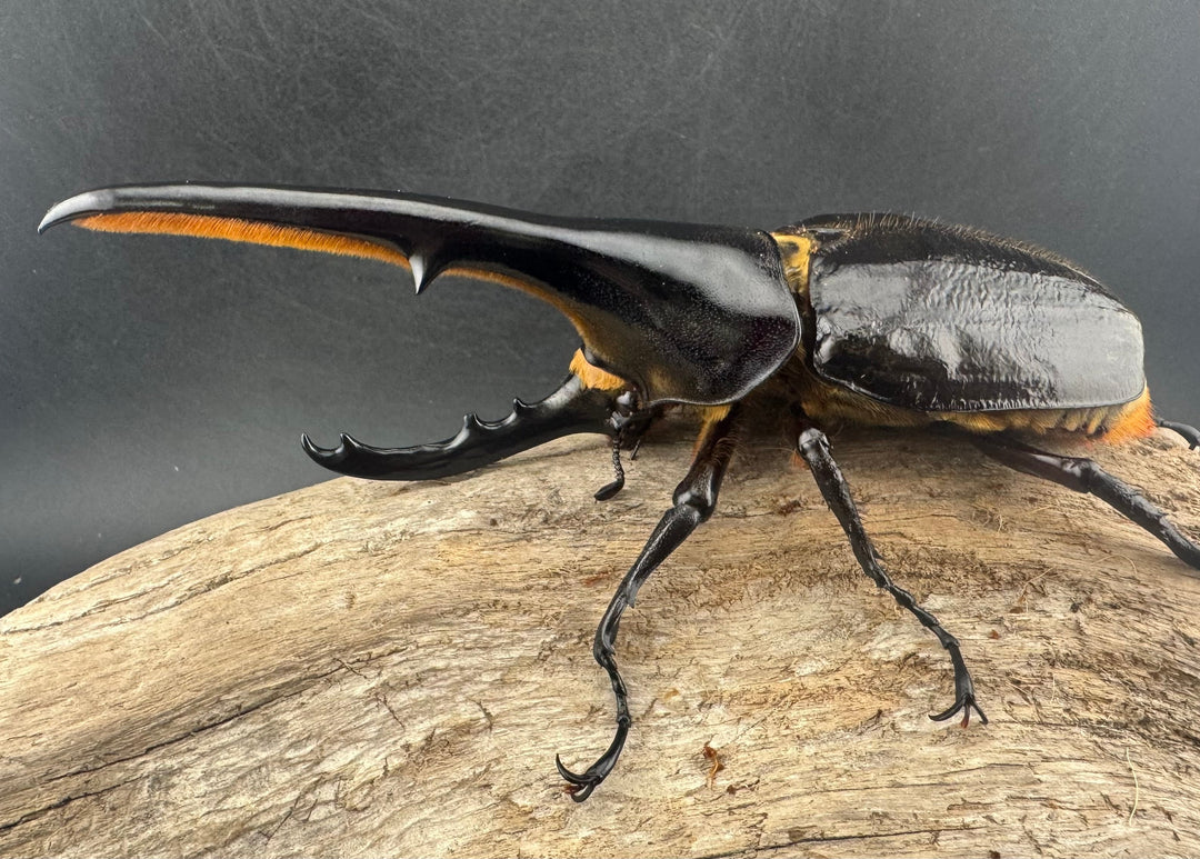 即ブリ《ヘラクレス・ヘラクレス 138mm ペア》