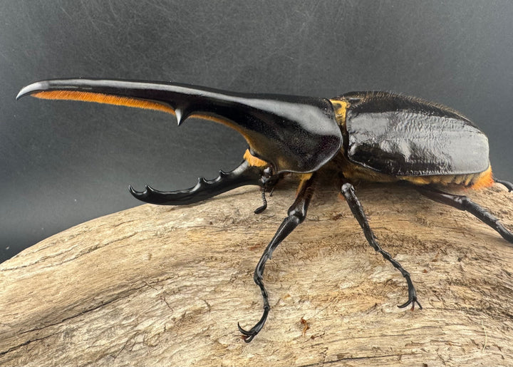 即ブリ《ヘラクレス・ヘラクレス 138mm ペア》