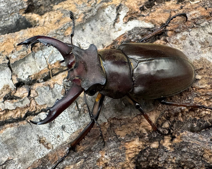 【WF1】《ゲアンミヤマ 44mm ペア》