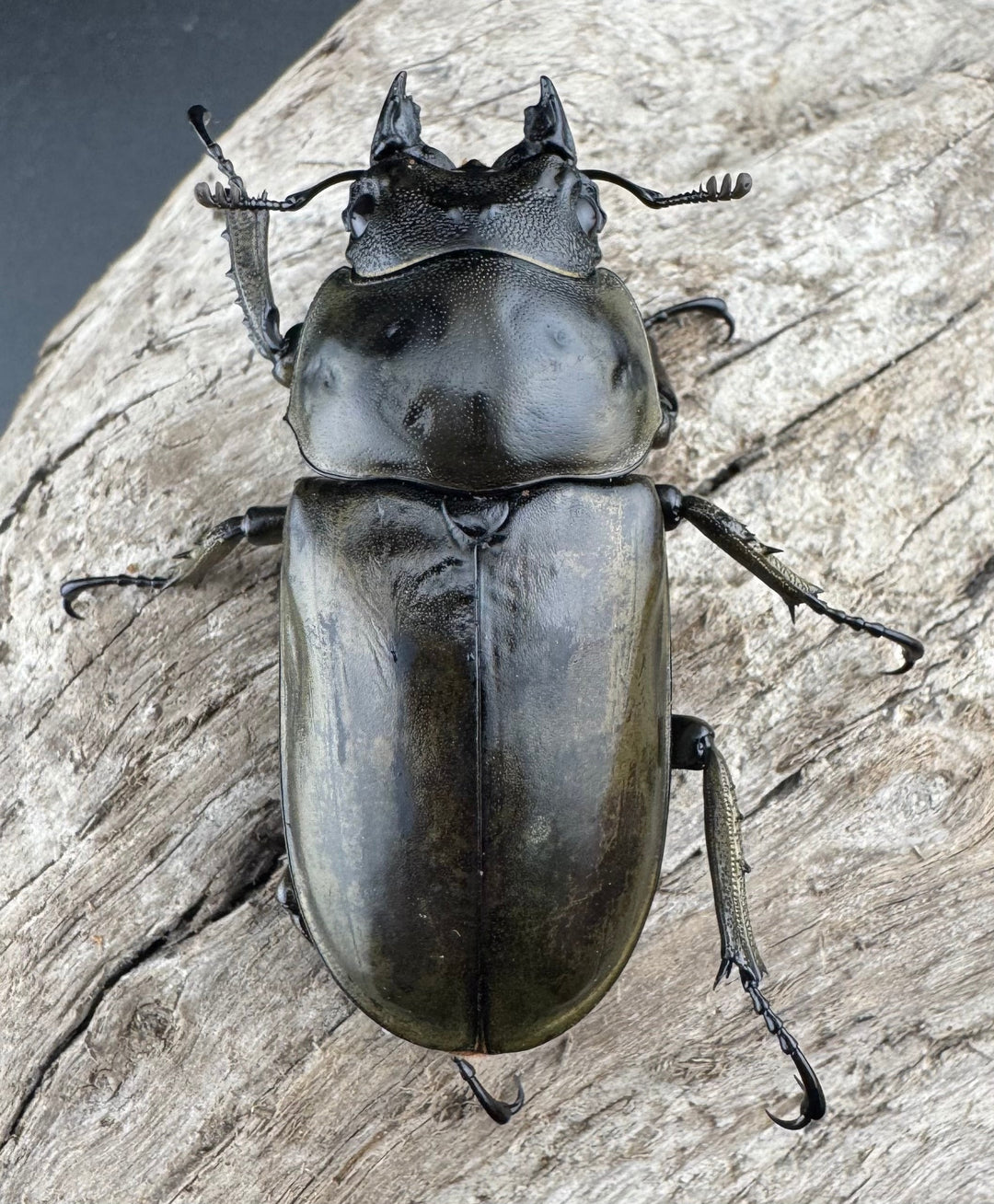 【F0】《ローゼンベルグオウゴンオニクワガタ 52.8mm ♀単》