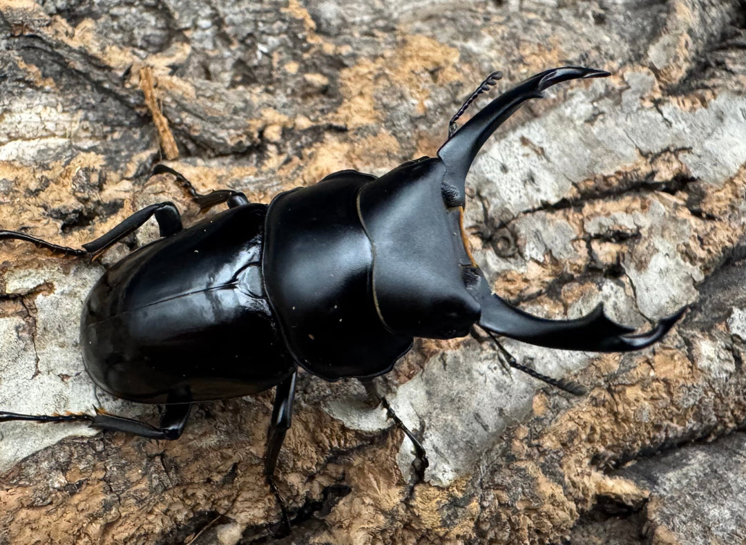 【WD】《セメノウコクワ 会東産 47.5mm ペア》