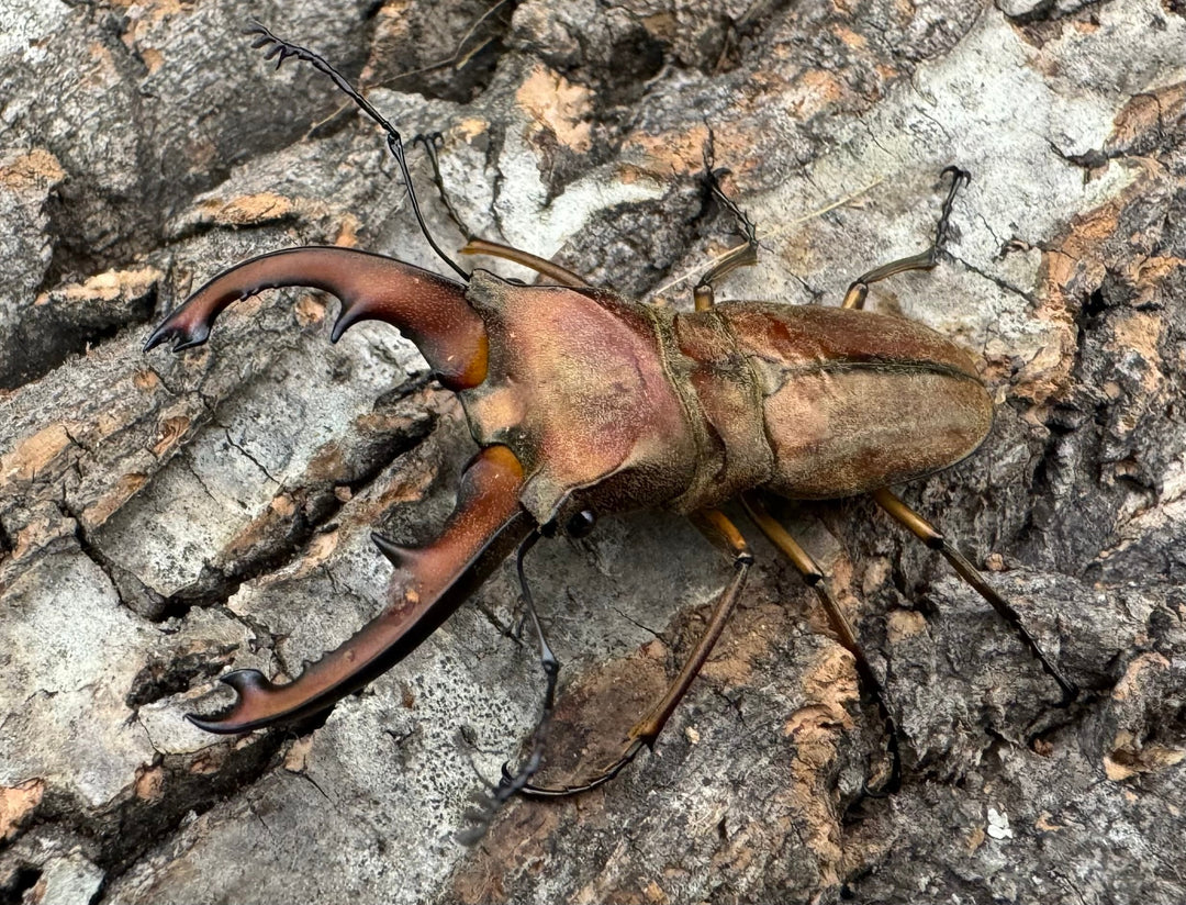 【WD】《ズベールホソアカ イロコスノルテ産 51mm A’品ペア》