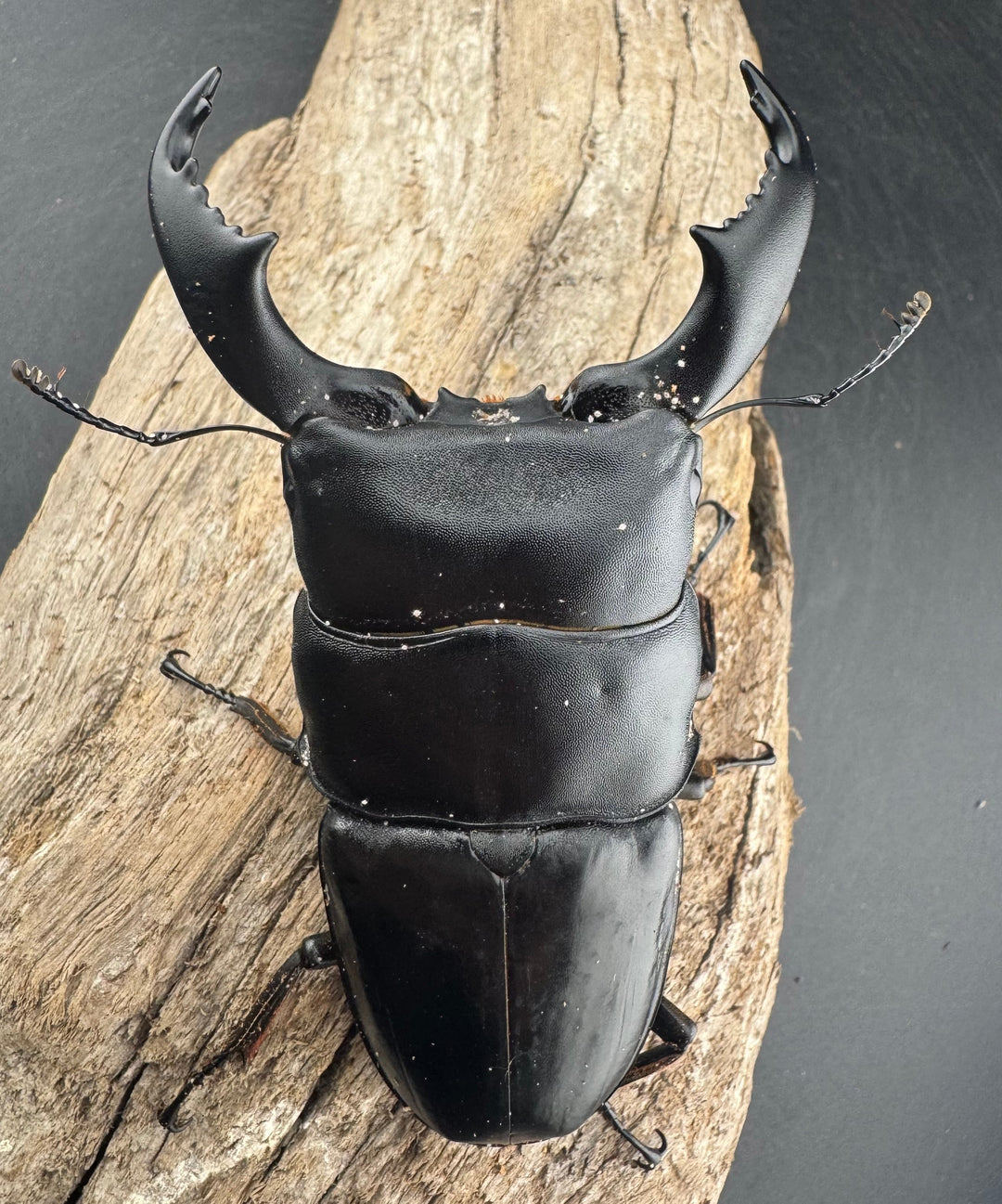 【WD】《スマトラオオヒラタ ベンクール産 96mm ペア》