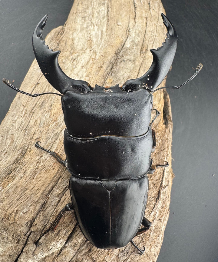 【WD】《スマトラオオヒラタ ベンクール産 96mm ペア》