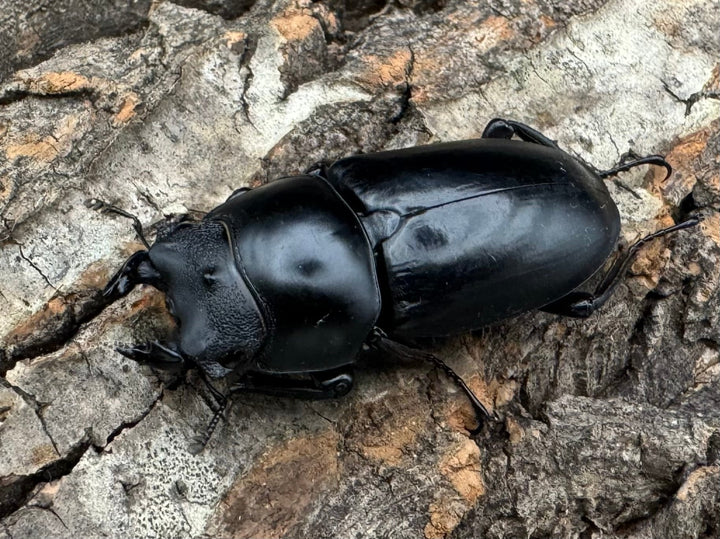 【WD】《ネパレンシス ssp. チベット産 ♀単B品》