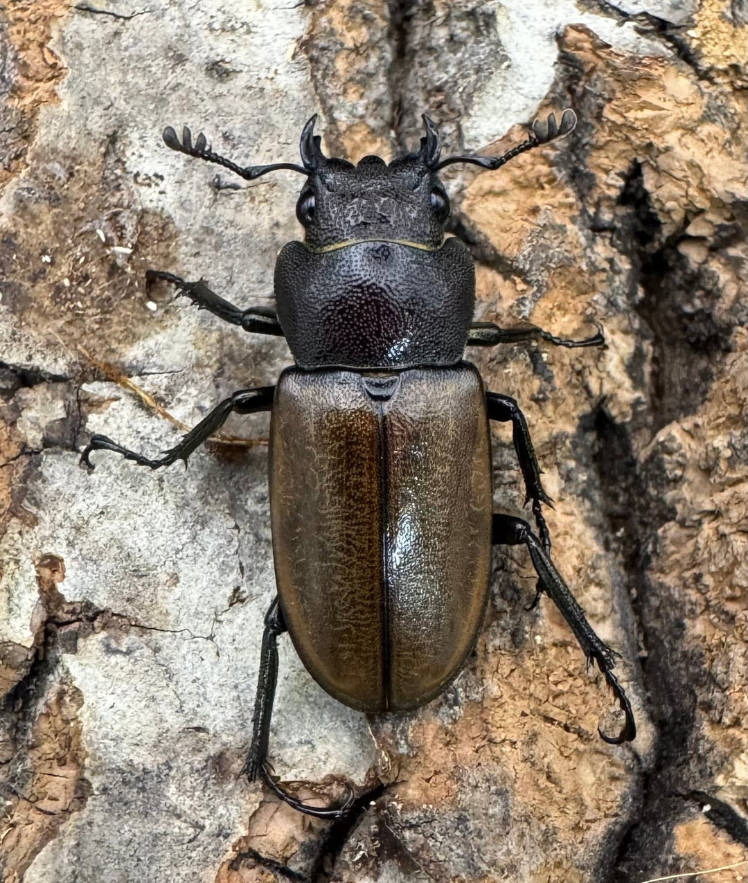 【WD】《モンタネルスホソアカクワガタ 63mm ペア》