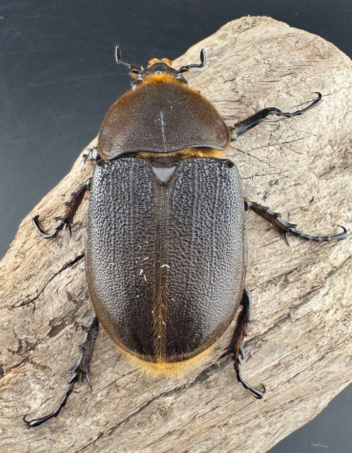 《ヘラクレス・ヘラクレス 132mm ペア》