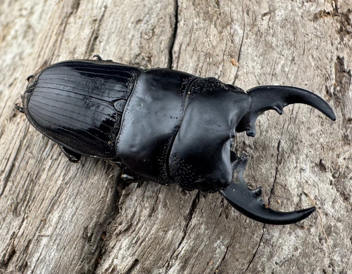 【WD】《フィリピンネブト亜種バンガイエンシス 34.5mm ペア》