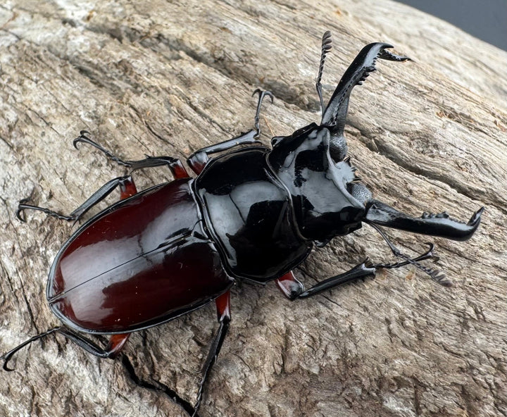 【WD】《オーベルチュールクロツヤシカ 44mm ペア》