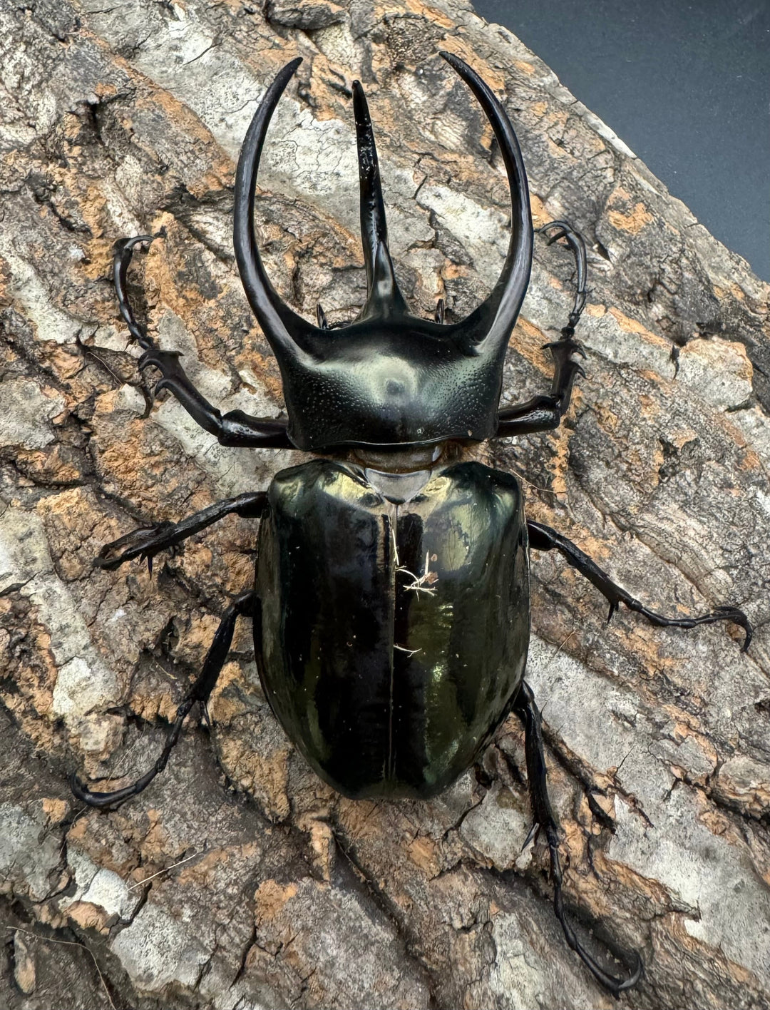 【WD】《ミンダナオアトラスオオカブト 94mm ペア》