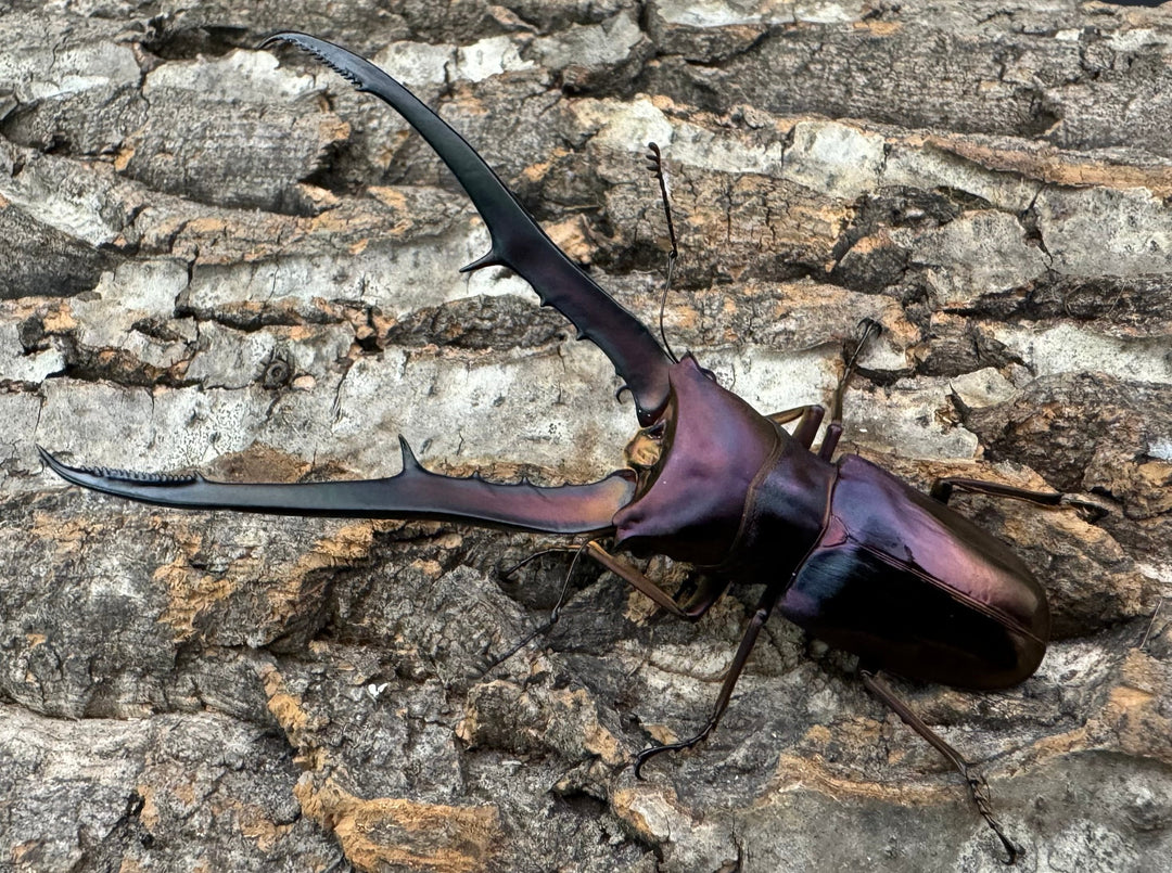 【美麗】《メタリフェルホソアカ 85mm ペア》セルヴォラン氏ブリード個体